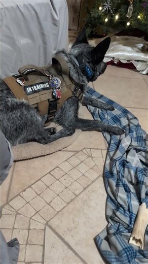 Zoey says treat time #schnoofertons #schnoodlelove #goodycustompetcollars #princesszoey #furbo #dogs