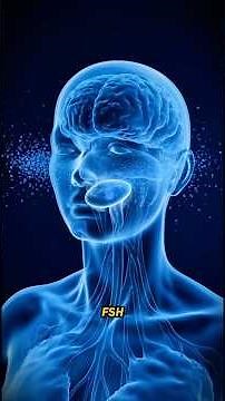 Female Reproductive System: Ovulation Simplified