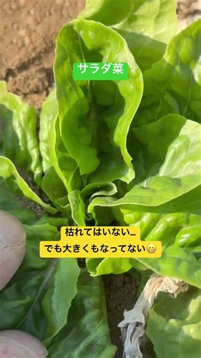 サラダ菜 #shorts #野菜栽培 #家庭菜園 #畑 #野菜 #サラダ菜 #再生栽培 #成長記録 #観察記録 #farming #vegetables