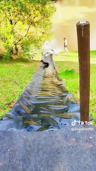 Lightning Strikes: Dog and Owner's Hilarious Reaction