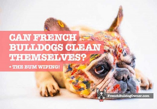 Can French Bulldogs Clean Themselves?   Bum Wiping!