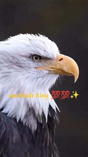 #attitude #motivationSuccess Shayari | Royal Motivation Shorts✅💯💯✌️🤨😂