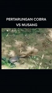 164K views · 1.1K reactions | Python Attack | Latest Sightings - Kurger | Facebook