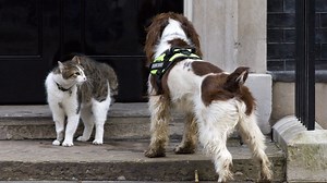 Eating dogs and cats banned in U.S. in House-passed bill