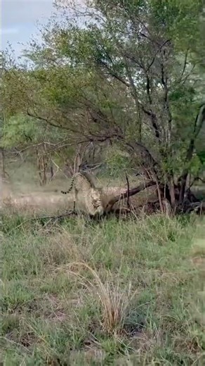 All Animals Are Beautiful 🌍❤️#Wildlife #AnimalDocumentary #NatureDocumentary 8