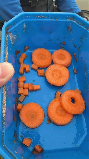 Catching Fish with a Carrot? Match Fishing Secrets