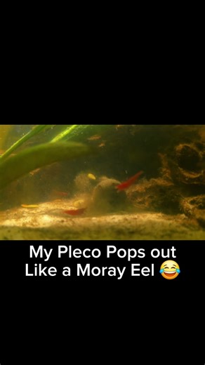 POV: My Pleco Thinks He’s a Moray Eel 😂