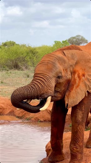 Abigal; The girl who travels. 🇰🇪 on Instagram: "This is you sign to book that Safari Trip to both Tsavo West and East National Park, be assured you will see some of the biggest herds of Red elephants. You can stay at either and go for a full-day game drive on the other and you are guaranteed an amazing safari trip. Kenya is too beautiful to only see from Nairobi, plan that trip!!! #magicakenya #tembeakenya #tsavonationalpark #redelephants #jamhurinitourism"