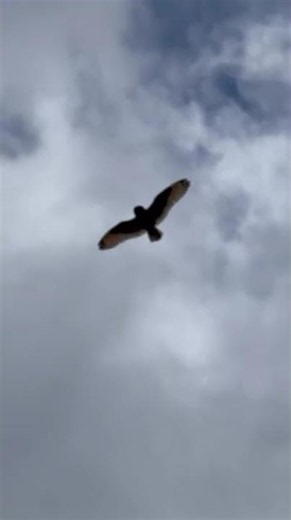 Short-Eared Owls - The Owl You Can Watch in Broad Daylight