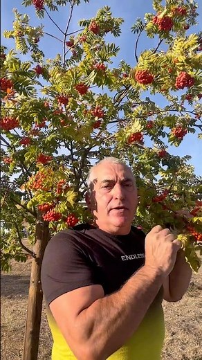 Do you know why this tree is called the mountain ash?