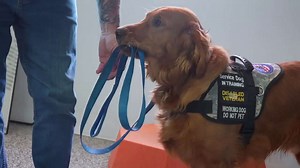 Montana organization transforms lives with free service dogs for veterans, first responders