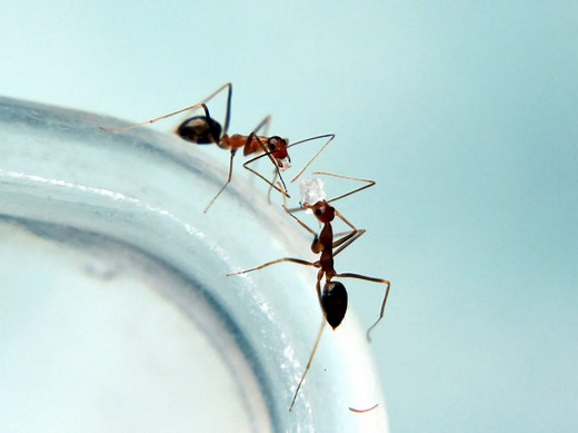 How to Get Rid of Ants in the Kitchen