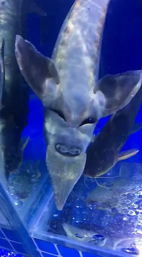 Stingray #foryou #zoo #family #animals