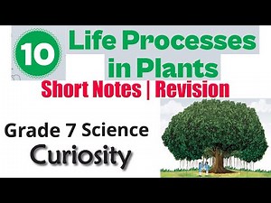 10. Life Processes in Plants (Short Notes / Revision) | Grade 7 Science Curiosity