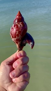 1.8K views · 131 reactions | This is how a shell, that is “alive”,...