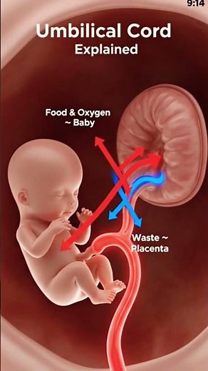 How the Umbilical Cord Works | Baby’s Food & Oxygen Supply in the Womb