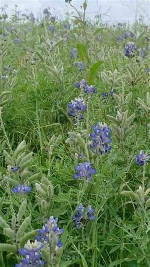 Here is the real world of Texas Bluebonnets! 4/3/2026