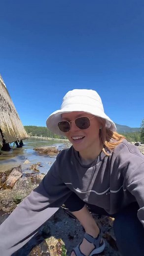 Don’t throw these out, they’re babies! Moon snails lay their eggs in collars, which look similar to the end of plungers but they’re in fact tiny little baby marine snails. These sandy, spiral-shaped structures are created as the snail burrows into the sand and forms a gelatinous, spiral-shaped collar around its shell, depositing thousands of eggs. This collar then hardens into a sand-mucus matrix, providing protection and a stable environment for the developing embryos. Many people have mistaken