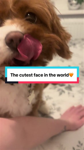 The cutest face in the world 🧡🤍 #fyp #viral #dog #dogs #doggo
