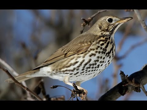 Κελάηδημα Τσίχλας - Turdus philomelos song