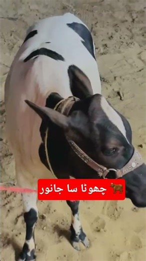 Cow mandi Karachi - Season 2026 - ijpoint #shorts #cowvideos #cow