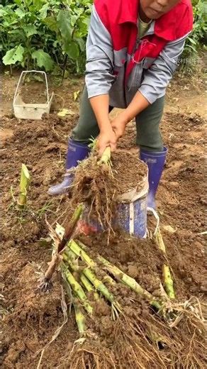 ​This unique bucket trick knocks soil clean off fresh ginger roots