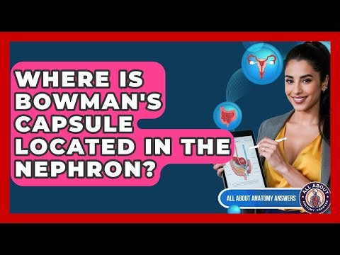 Where Is Bowman's Capsule Located In The Nephron? - All About Anatomy Answers