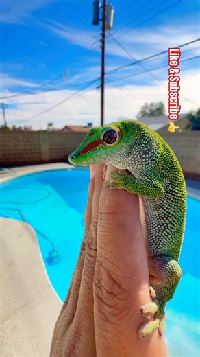 Giant day gecko grow from tiny hatchling to vibrant climber #reptiles #shorts #love