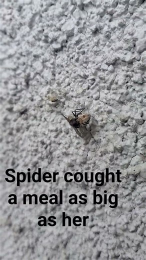 Jumping spider eating a fly