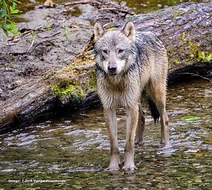 Sea Wolf! On A Secret Stretch of the Pacific Coast Lives the Elusive Fish-Eating Grey Wolf — Destination:  Wildlife™