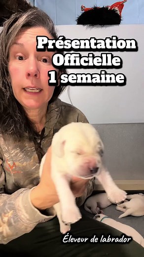 Elevage de Labrador : Conseils et Présentation Official
