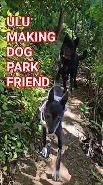 Ulu Making Friends at the Dog Park