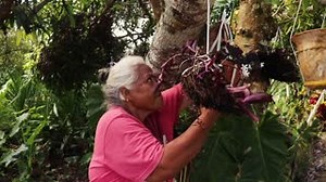 5.3K reactions · 359 shares | Talofa is how we say hello. But you can’t say it without a big Samoan smile on your face! ‘Talofa’ from us here in the islands - we hope you’re having a great week.  #beautifulpeopleofsamoa #talofa #ourculture #samoa #polynesia | Samoa Tourism | Facebook