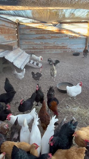 2.9K views · 90 reactions | Fermented pears in sugar | Texas Chicken Ranch of De Leon | Facebook