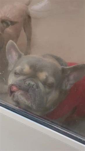 🐾Welcome Max to Our FUR Family 🐾 Today, we opened our arms to sweet Max — just one year old and already carrying the weight of a hard life on his tiny shoulders. 💔 Found as a stray and severely underweight, this baby has been fighting battles no dog should ever have to face. Max is also suffering from a severe ear infection, so he’ll be undergoing surgery soon to finally get the relief he deserves. 🏥✨ Through it all, he’s remained gentle… hopeful… and so ready to feel safe and loved. Despite