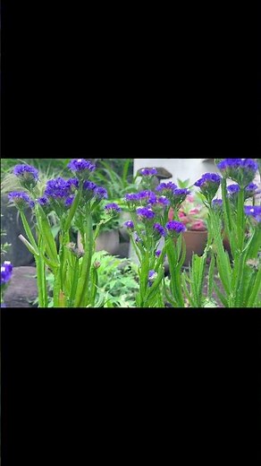 切り花 ドライフラワーに最適！【スターチス】180日成長観察！庭師のプライベートガーデン！#charcoalbluegardendiary #shorts