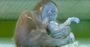 Orangutan Gives Birth On Camera For First Time Ever Then Shows Baby To Keeper