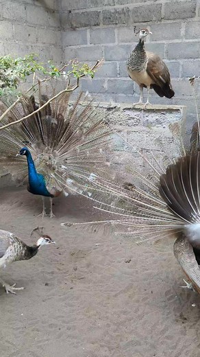 1.7K reactions · 22 comments | Two young males are competing for the attention of a female. #peacock #peafowl #merakbiru #merakindia #reels #viral | Ari Nugroho | Facebook