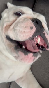Innocent 🦫😅 #funnydog #cutepuppy #viraldog #bulldoglovers #bulldoglife #englishbulldogs | Bowser the Bulldog