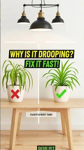 Why Are Your Indoor Plants Drooping|Here’s the Fix!