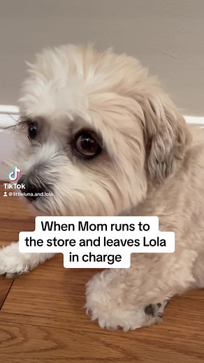 It’s always party time for Luna! #cutepets #dog #cute #cutedogs #funnypets #dogmom #dogslife #doglover #partytime #shihtzu #shichon #maltese #miki #lunatik | Little Luna and Lola