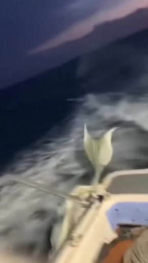 Real Siren Mermaids Caught on Camera