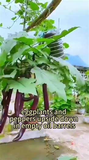 311K views · 5.6K reactions | Save space, adorn the garden, grow vegetables, shallow root system on top.#agriculture #vegetablegarden #plantingtechniques #gardeningtips #planttips | My Own Garden | Facebook