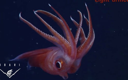 Deep-sea Creatures 深海动物知多少？【合集】 | 美国国家地理少儿版