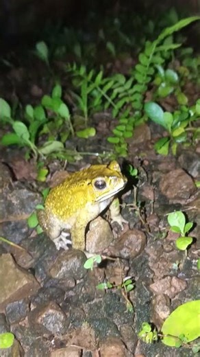 Toad sound #insects #frog #toad #nature #naturalsounds