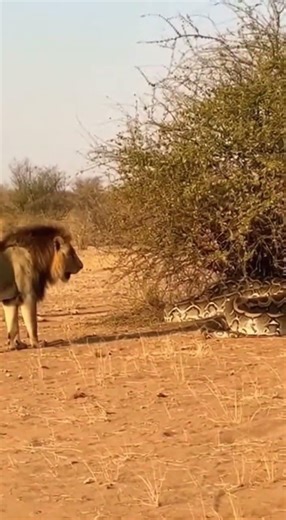 Lion Stares at Huge Python out of Curiosity 😱 Rare WildLife Moments #Shorts #wildlife #lion