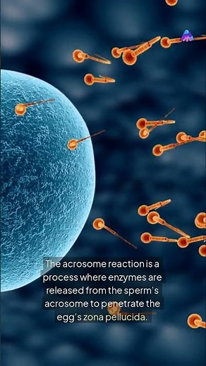 🔥 Sperm’s Secret Weapon for Fertilization! 🧬 | Acrosome Reaction Explained #medicalstudents #facts