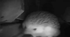 hedgehog sneezing and farting