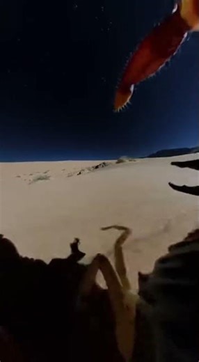 Scorpion POV Adventure #youtubeshorts #shortvideo #wildlife