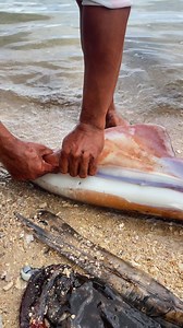 Giant squid, bare essentials😊 #ordanalmodielollos #islandlife #seafood @highlight | Ordan Almodiel Ollos